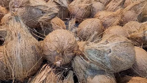 A large pile of coconuts Video stock 316101358