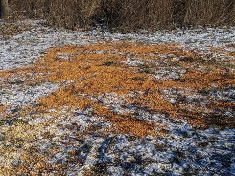 Large pile of corn deer bait spread across a snowy winter field outdoors Fotos Stock
