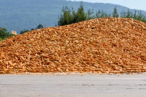 Large pile of corn drying Stock Photos