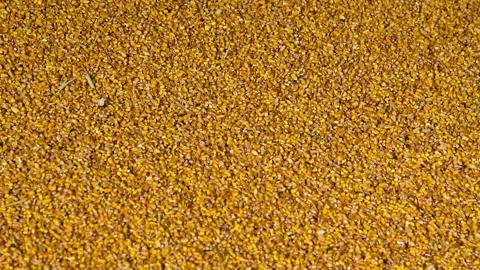 A large pile of corn grains stored in an agricultural warehouse, close-up. Video stock 339764959