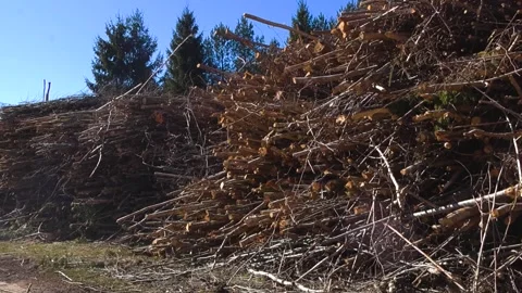 Large Pile of Cut Down Branches and Deforestation on a Sunny Day Stock Footage 332639380
