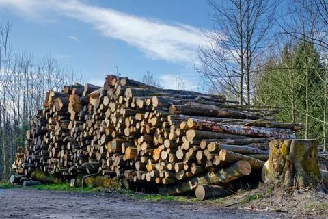 Large pile of cut down trees Stock Photos