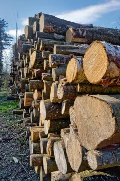 Large pile of cut down trees Stock Photos