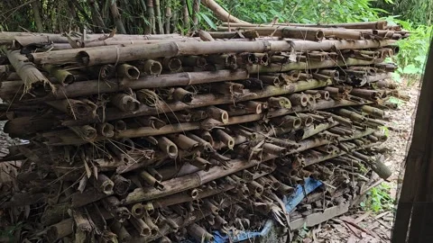 Large Pile of Cut Dry Bamboo Poles in a Tropical Bamboo Forest Stock Footage 332480033