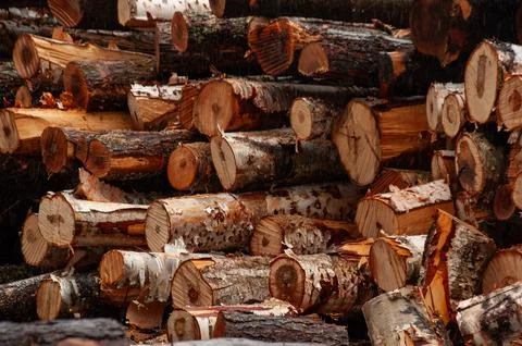 A large pile of cut logs Foto stock