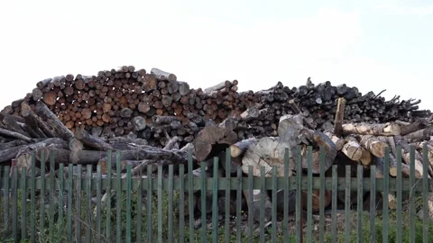 Large pile of cut timber logs stacked behind green wooden fence at industrial lu Stock Footage 318217801