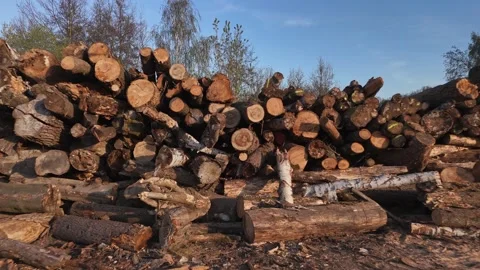 A large pile of cut timber logs rests stacked beside a paved road. The fore.. Stock Footage 340649939