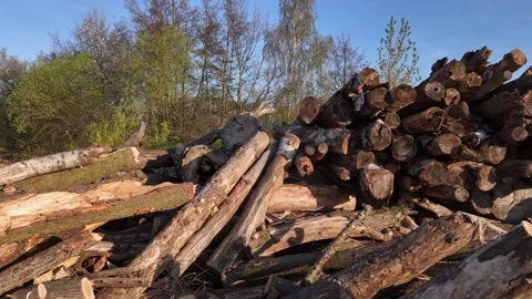 A large pile of cut timber logs rests stacked beside a paved road. The fore.. Stock Footage 341438411
