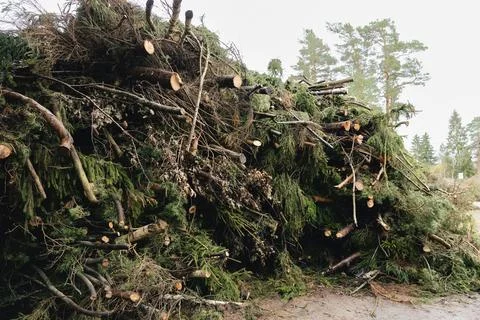 Large pile of cut trees and branches after storm cleanup in rural area. Stock Photos