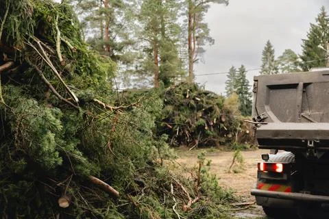 Large pile of cut trees and branches after storm cleanup in rural area. Stock Photos