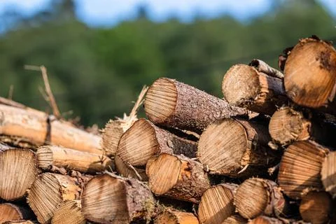 Large pile of cut trees. Stock Photos