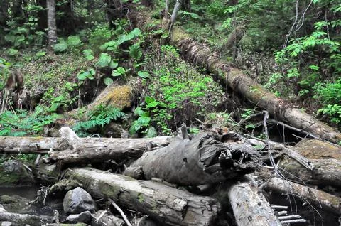 A large pile of fallen old trees in the bed of a small mountain river in the Stock Photos