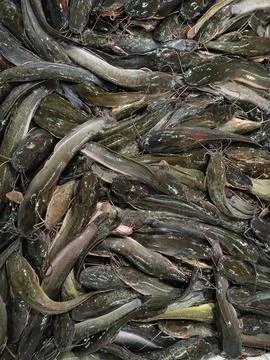 Large pile of fresh raw catfish filling the frame Stock Photos
