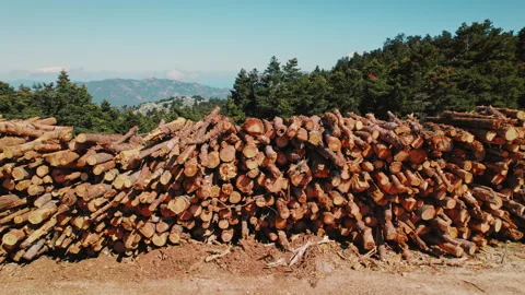 Large pile of freshly cut logs stacked in a forest clearing on a sunny day Stock Footage 325509161