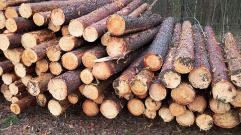 Large pile of freshly cut pine logs wood industry raw material forest ground Stock Footage 340387077