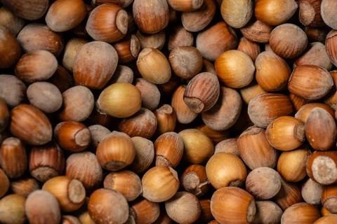 Large pile of hazelnuts in winter. Stock Photos