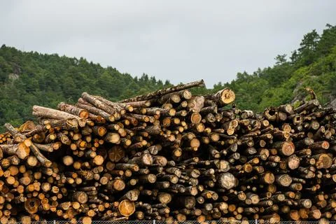 Large pile of logs ready to be shipped by boat. Stock Photos