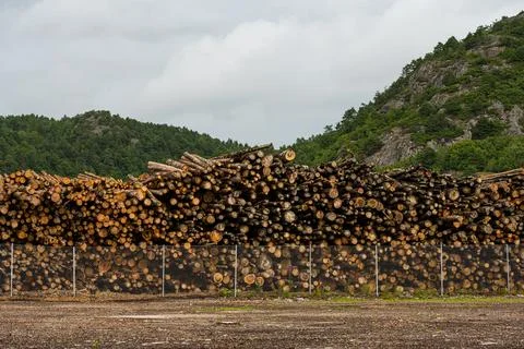 Large pile of logs ready to be shipped by boat. Stock Photos