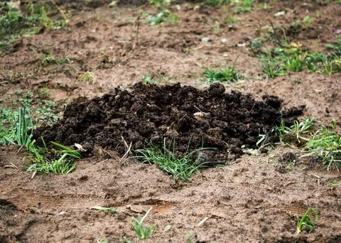 Large pile of manure lying on the ground Stock Photos