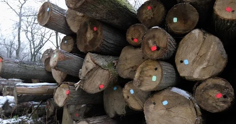 A large pile of marked cut trees Stockbeeldmateriaal 123333924