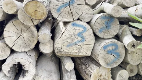 Large pile of marked logs panning Stock Footage 341833473