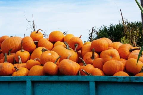 A large pile of orange pumpkins in the back of a tractor, picked on a farm,.. Stock Photos