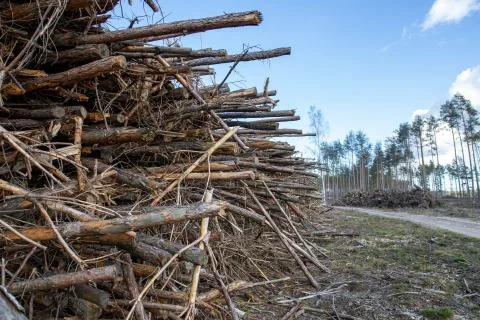 A large pile of pine tree branches. Firewood prepared for export from the for Stock Photos