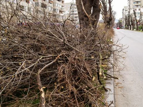 Large pile of pruned bare tree branches stacked on a wide road dividing lane. Stock Photos