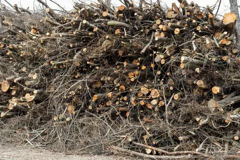 Large pile of pruned bare tree branches stacked near a road . Annual seasonal Stock-Fotos