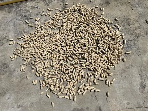 Large Pile Of Raw Peanuts In Shell Drying On Ground Stock Photos