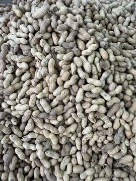 Large Pile of Raw In-Shell Peanuts Stock Photos