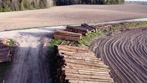 Large pile of sawn round coniferous timber pine trees stacked in a pile Stock Footage 308663556
