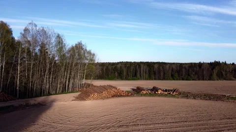 Large pile of sawn round coniferous timber pine trees stacked in a pile Stock Footage 308664968