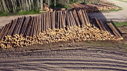 Large pile of sawn round coniferous timber pine trees stacked in a pile Stock Footage 308665666