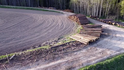 Large pile of sawn round coniferous timber pine trees stacked in a pile Stock Footage 308665725