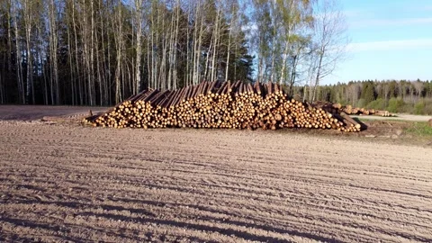 Large pile of sawn round coniferous timber pine trees stacked in a pile Stock Footage 308665974
