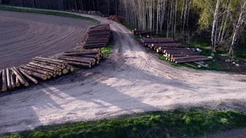 Large pile of sawn round coniferous timber pine trees stacked in a pile Stock Footage 308666175