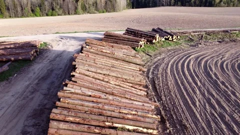 Large pile of sawn round coniferous timber pine trees stacked in a pile Stock Footage 308666389