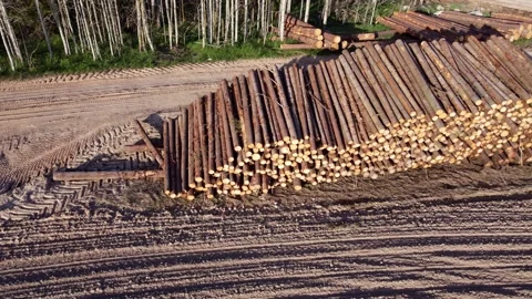 Large pile of sawn round coniferous timber pine trees stacked in a pile Stock Footage 308666445