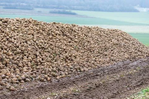 Large pile of sugar beet roots on field Stock Photos
