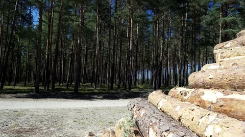 Large pile of timber Stock Footage 92051008