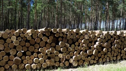 Large pile of timber with forest in the background Stock Footage 92051102