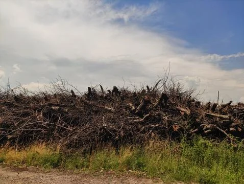 A large pile of tree branches in a rural area under a partly cloudy sky Stock Photos