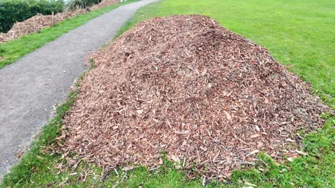 A large pile of wood chips Stock Footage 328813241
