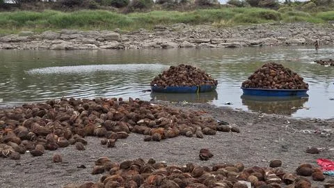Large piles of brown, husked coconuts line a sandy riverbank at the holy Sangam 写真素材