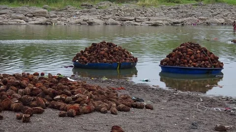 Large piles of collected coconuts sit on a sandy riverbank and in blue coracle b 库存影片 337950133
