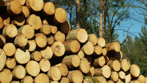 Large piles of cut tree trunks, round logs. Spruce forests infested and attacked Stock Footage 107956310