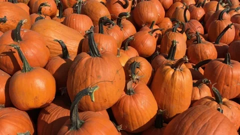 Large Piles Scattering of Orange Pumpkins and Gourds at a Pumpkin Patch Stock Footage 140406128