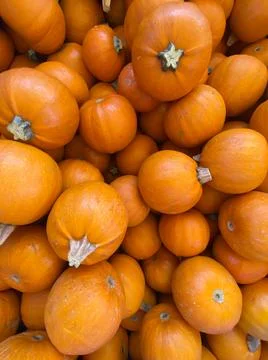 Large piles scattering of small pumpkins and gourds Stock Photos