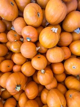 Large piles scattering of small pumpkins and gourds Stock Photos